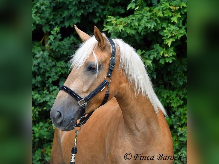 Andalusier Stute 3 Jahre 157 cm Palomino in Wiebelsheim