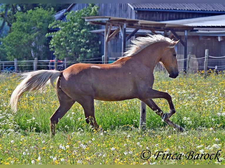 Andalusier Stute 3 Jahre 157 cm Palomino in Wiebelsheim