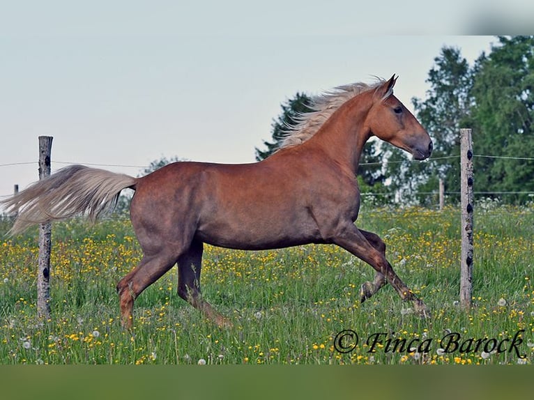 Andalusier Stute 3 Jahre 157 cm Palomino in Wiebelsheim