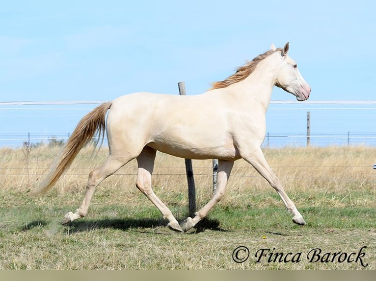 Andalusier Stute 3 Jahre 157 cm Pearl in Wiebelsheim
