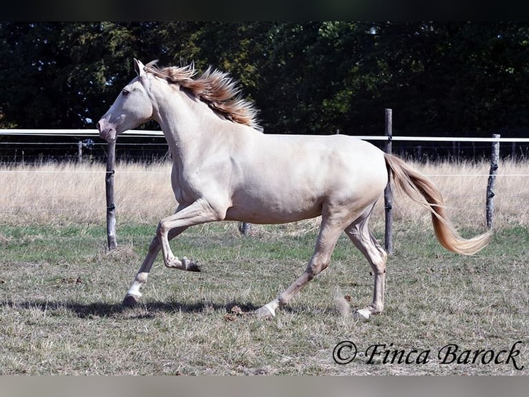 Andalusier Stute 3 Jahre 157 cm Pearl in Wiebelsheim