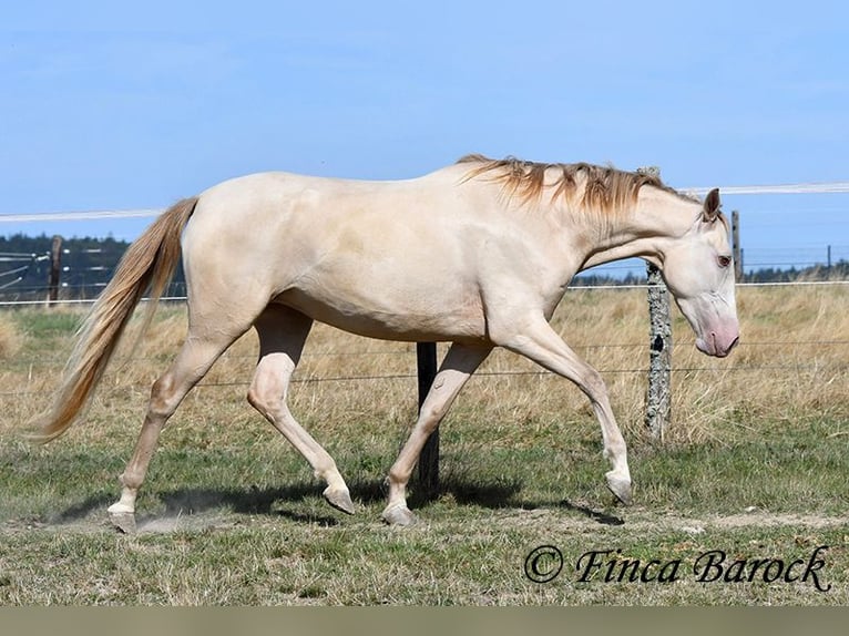Andalusier Stute 3 Jahre 157 cm Pearl in Wiebelsheim