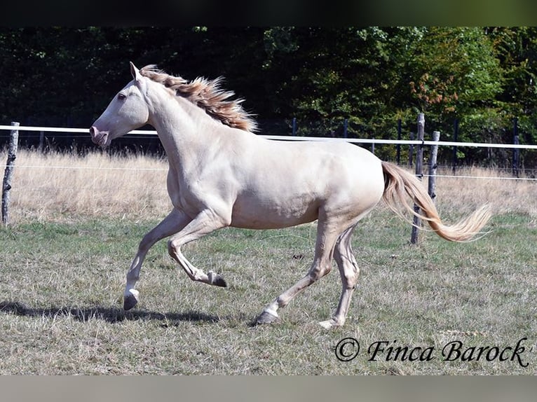 Andalusier Stute 3 Jahre 157 cm Pearl in Wiebelsheim