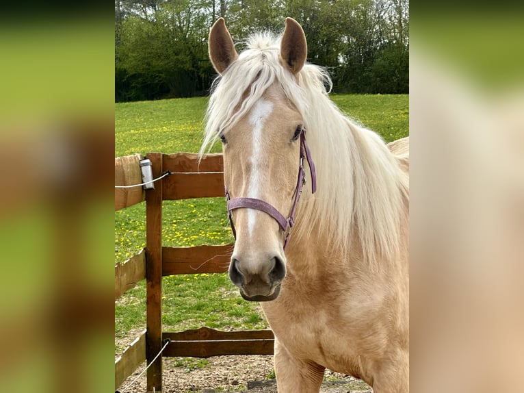 Andalusier Mix Stute 3 Jahre 158 cm Palomino in Gößweinstein