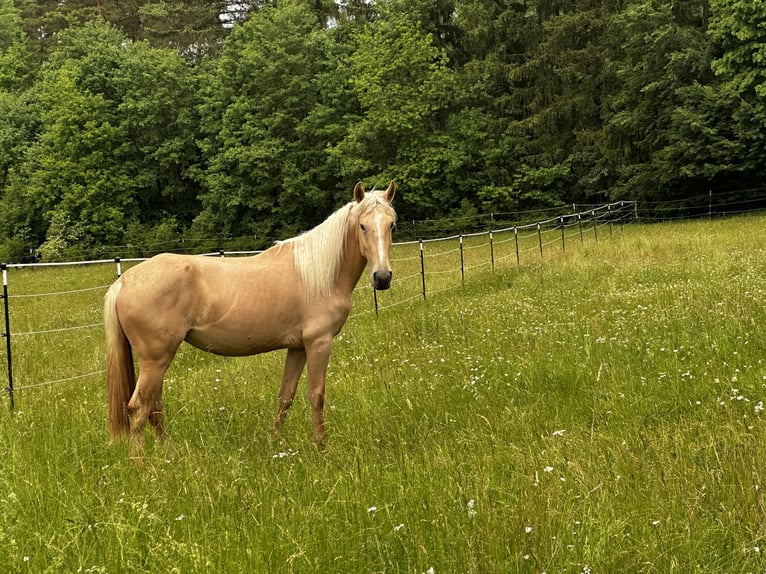Andalusier Mix Stute 3 Jahre 158 cm Palomino in Gößweinstein