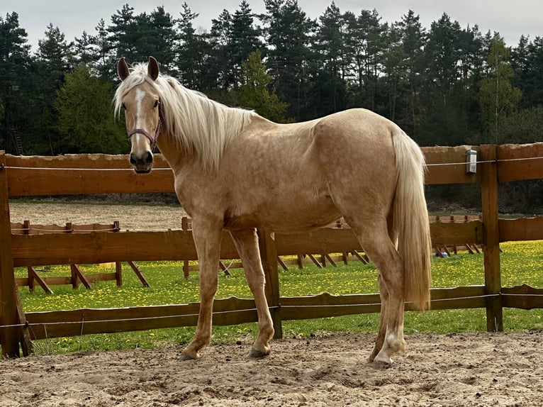 Andalusier Mix Stute 3 Jahre 158 cm Palomino in Gößweinstein