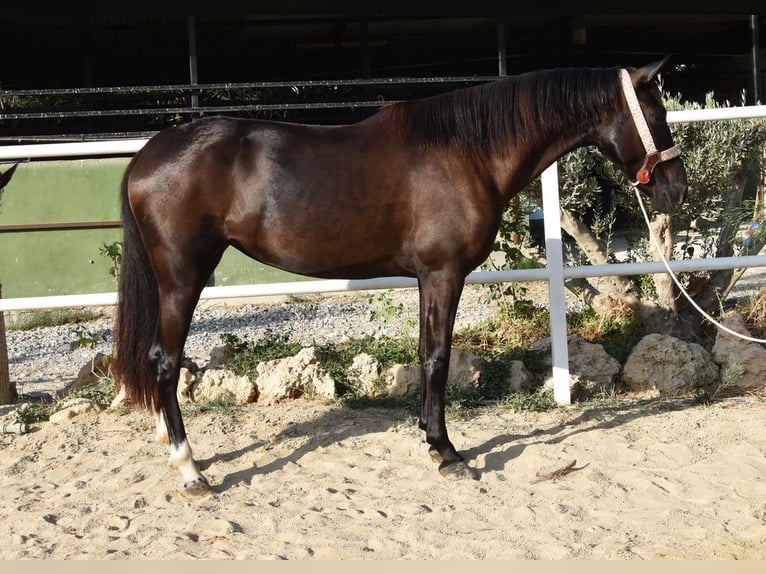 Andalusier Stute 3 Jahre 158 cm Rappe in Provinz Malaga