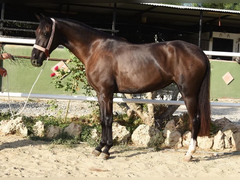 Andalusier Stute 3 Jahre 158 cm Rappe in Provinz Malaga