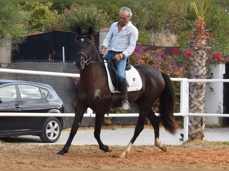 Andalusier Stute 3 Jahre 158 cm Rappe in Provinz Malaga