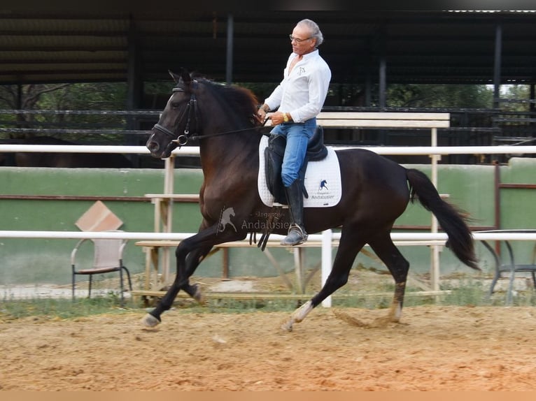 Andalusier Stute 3 Jahre 158 cm Rappe in Provinz Malaga