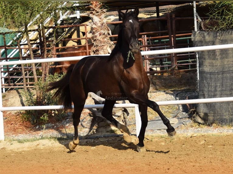 Andalusier Stute 3 Jahre 158 cm Rappe in Provinz Malaga