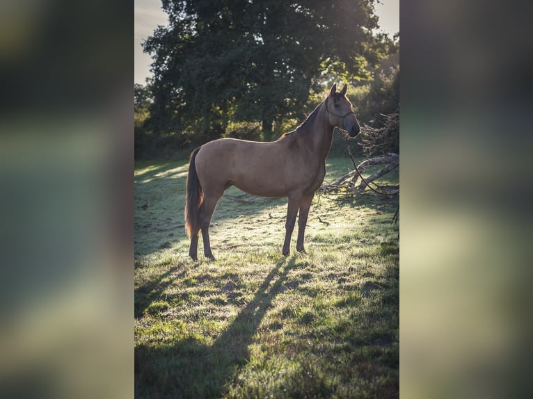 Andalusier Stute 3 Jahre 160 cm Falbe in Rezay