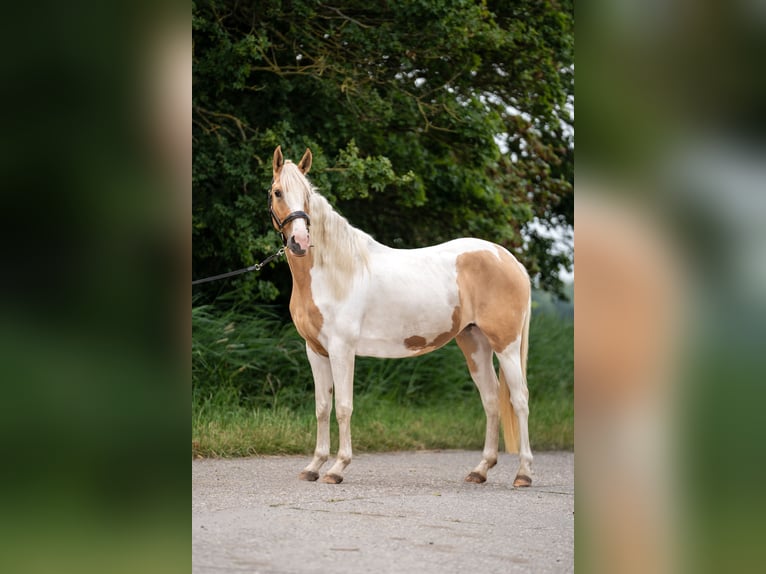 Andalusier Mix Stute 3 Jahre 160 cm Palomino in Emden