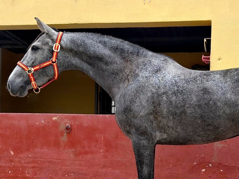 Andalusier Stute 3 Jahre 161 cm Schimmel in Terrassa