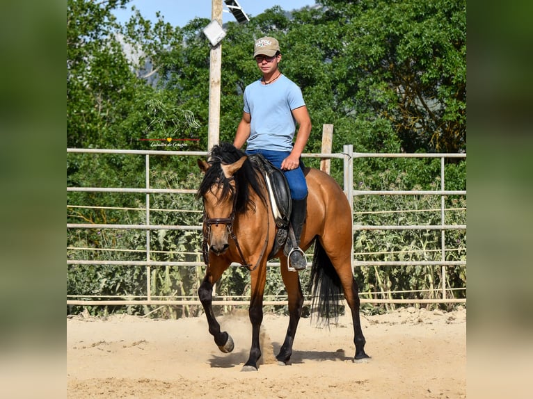 Andalusier Stute 3 Jahre 163 cm Falbe in Malaga