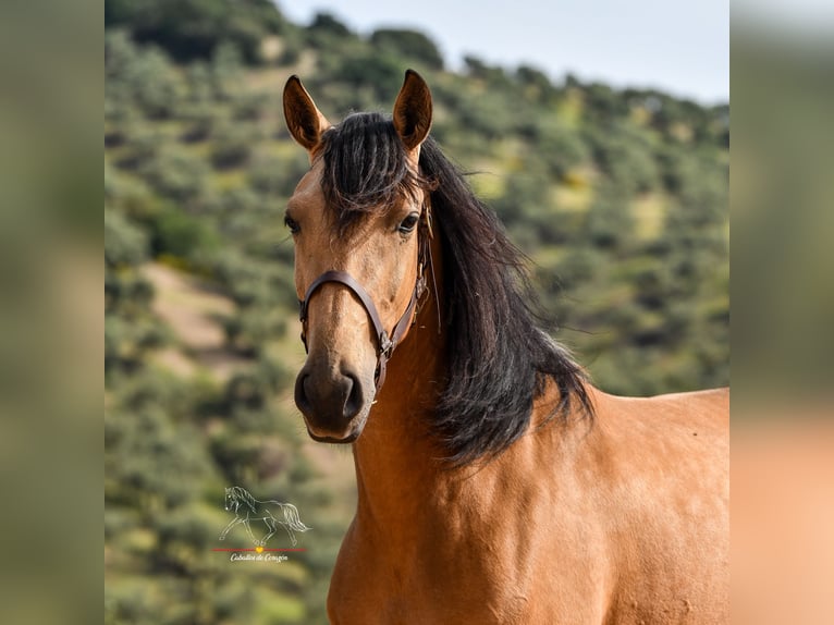 Andalusier Stute 3 Jahre 163 cm Falbe in Malaga
