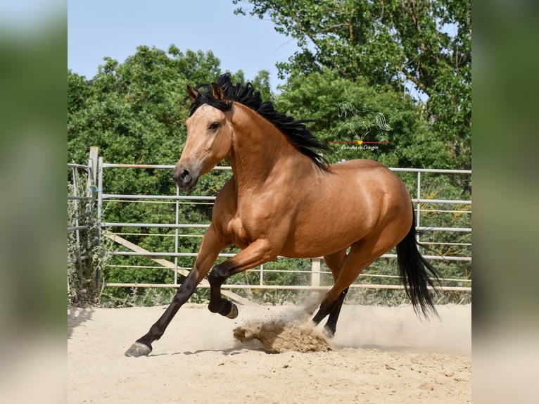 Andalusier Stute 3 Jahre 163 cm Falbe in Malaga
