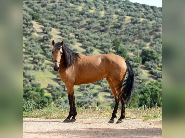 Andalusier Stute 3 Jahre 163 cm Falbe in Malaga
