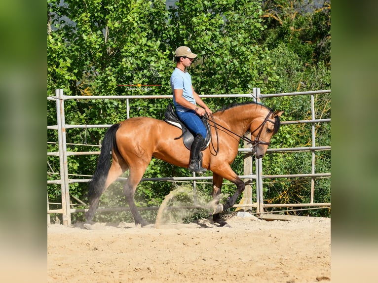 Andalusier Stute 3 Jahre 163 cm Falbe in Malaga