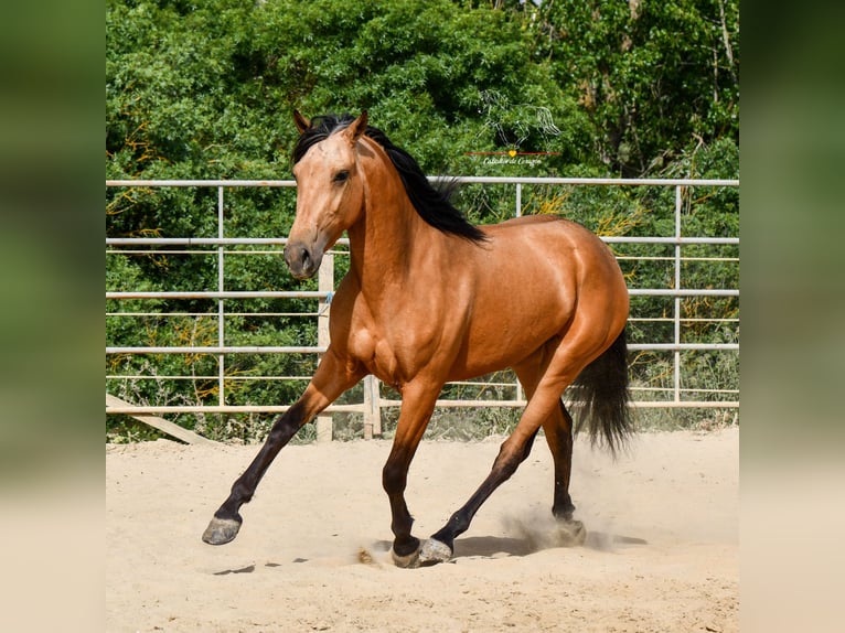 Andalusier Stute 3 Jahre 163 cm Falbe in Malaga