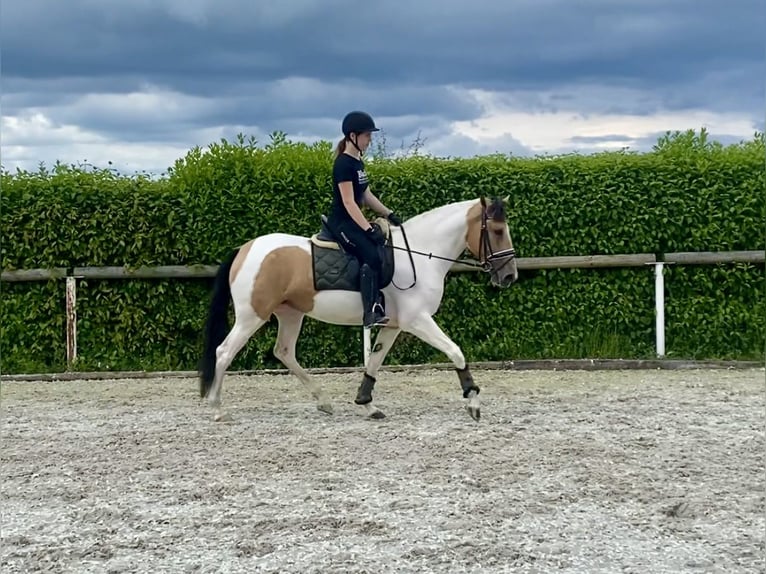 Andalusier Stute 3 Jahre 163 cm Schecke in Neustadt (Wied)