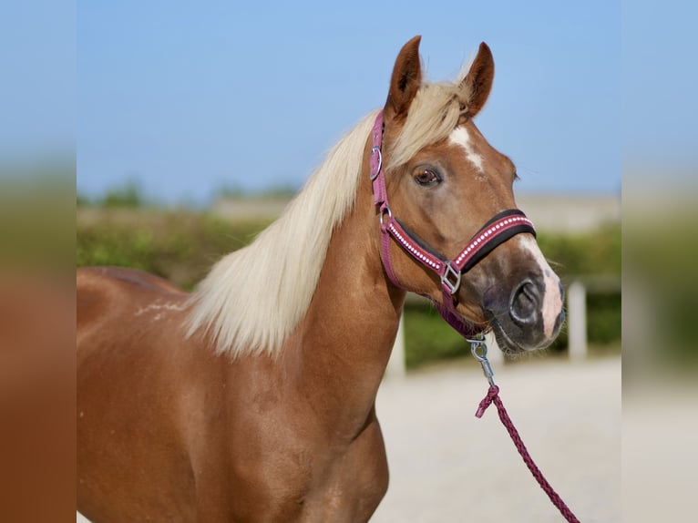 Andalusier Stute 4 Jahre 138 cm Palomino in Neustadt (Wied)