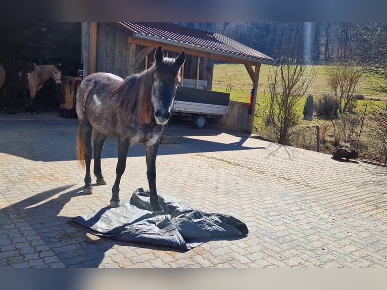 Andalusier Mix Stute 4 Jahre 150 cm in Kleinkahl