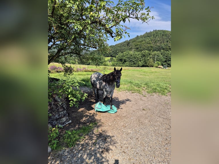 Andalusier Mix Stute 4 Jahre 150 cm in Kleinkahl