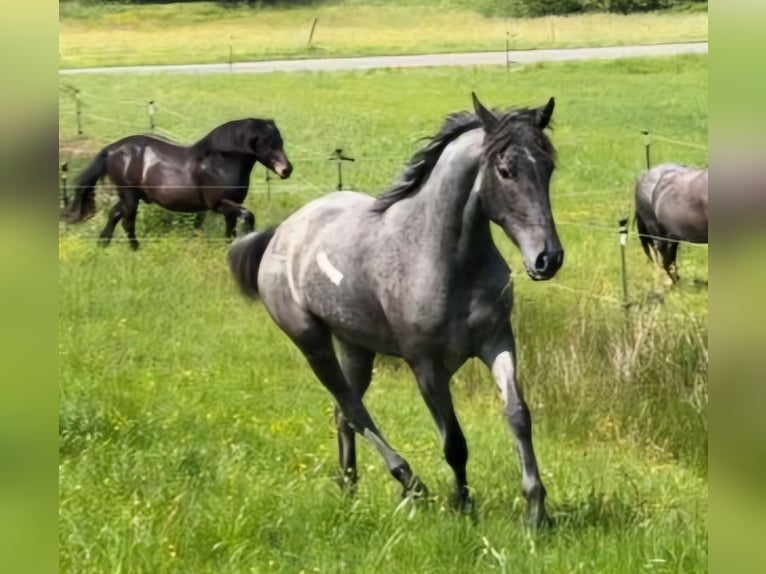 Andalusier Mix Stute 4 Jahre 150 cm in Kleinkahl