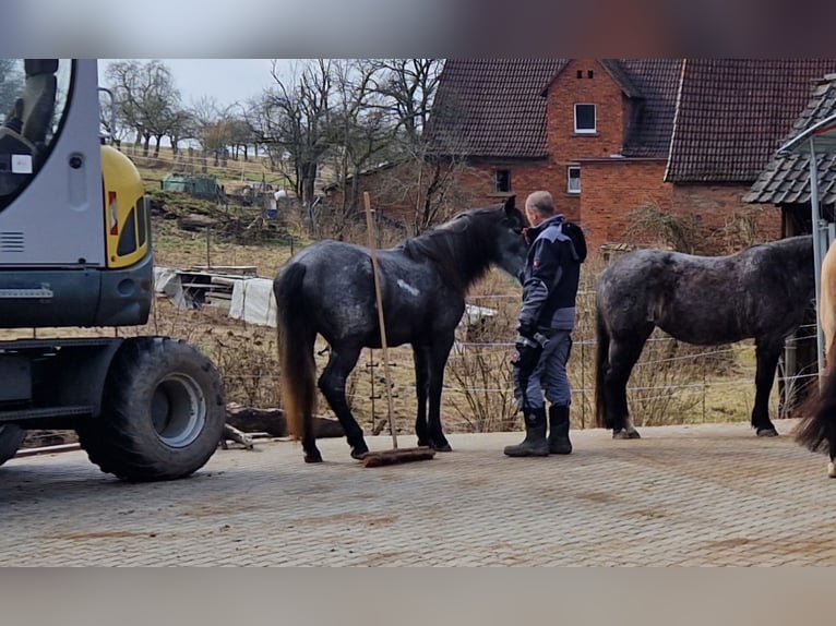 Andalusier Mix Stute 4 Jahre 150 cm in Kleinkahl