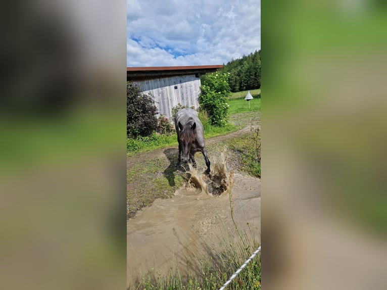 Andalusier Mix Stute 4 Jahre 150 cm in Kleinkahl