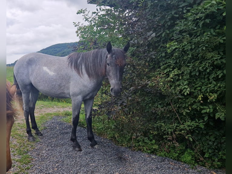 Andalusier Mix Stute 4 Jahre 150 cm in Kleinkahl