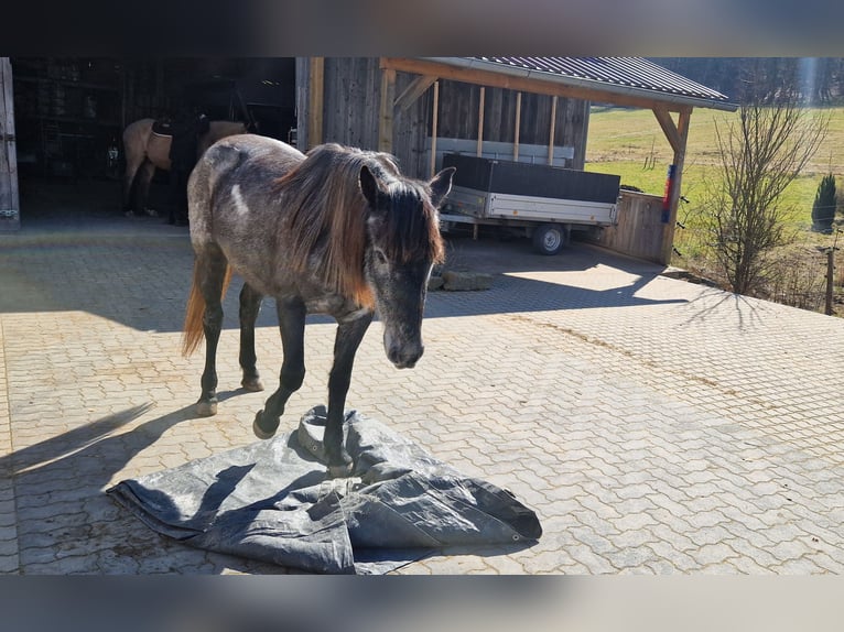 Andalusier Mix Stute 4 Jahre 150 cm in Kleinkahl