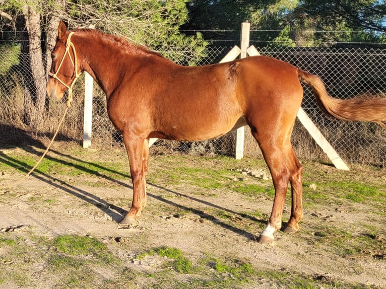 Andalusier Stute 4 Jahre 150 cm Fuchs in Almonte