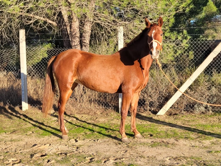 Andalusier Stute 4 Jahre 150 cm Fuchs in Almonte