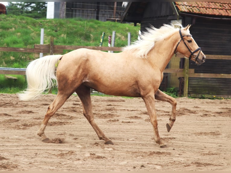 Andalusier Mix Stute 4 Jahre 150 cm Pearl in Uelsen