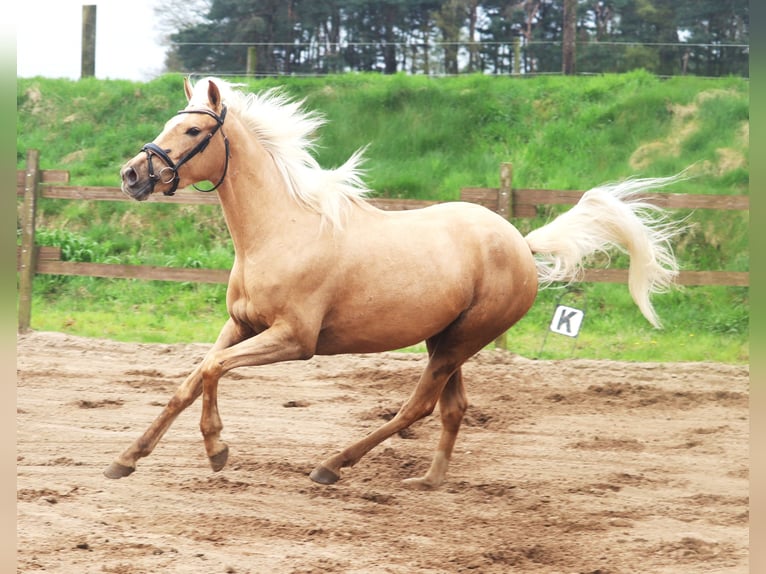 Andalusier Mix Stute 4 Jahre 150 cm Pearl in Uelsen