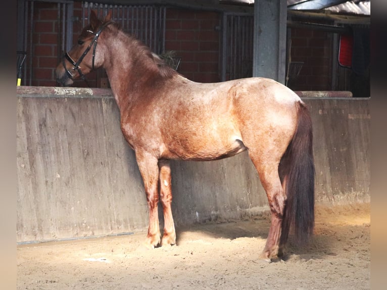 Andalusier Mix Stute 4 Jahre 150 cm Roan-Red in Uelsen