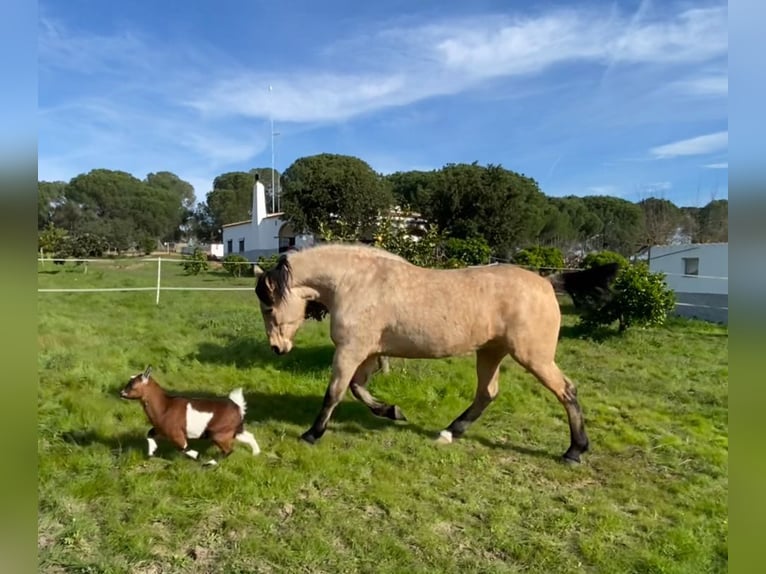 Andalusier Stute 4 Jahre 152 cm Falbe in Aachen