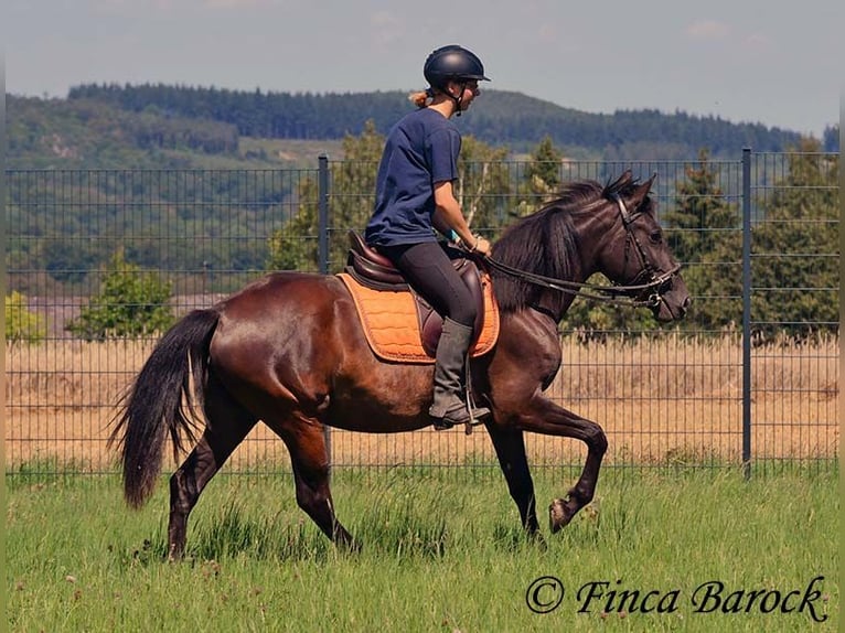 Andalusier Stute 4 Jahre 152 cm Rappe in Wiebelsheim