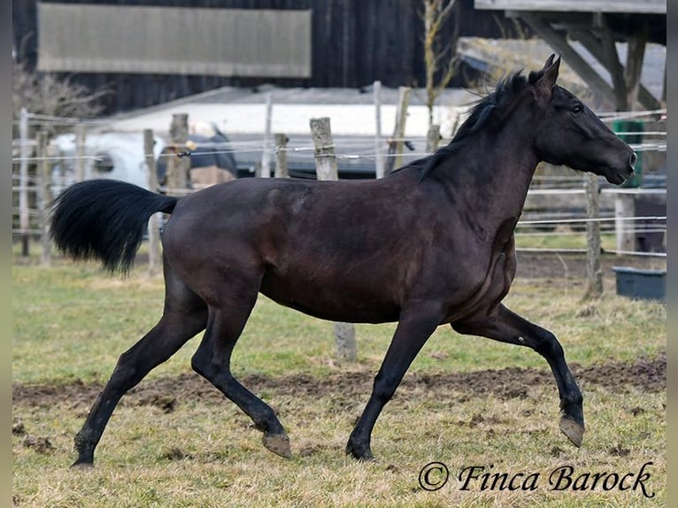 Andalusier Stute 4 Jahre 152 cm Rappe in Wiebelsheim