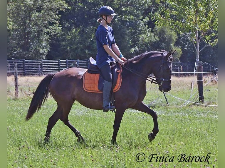 Andalusier Stute 4 Jahre 152 cm Rappe in Wiebelsheim