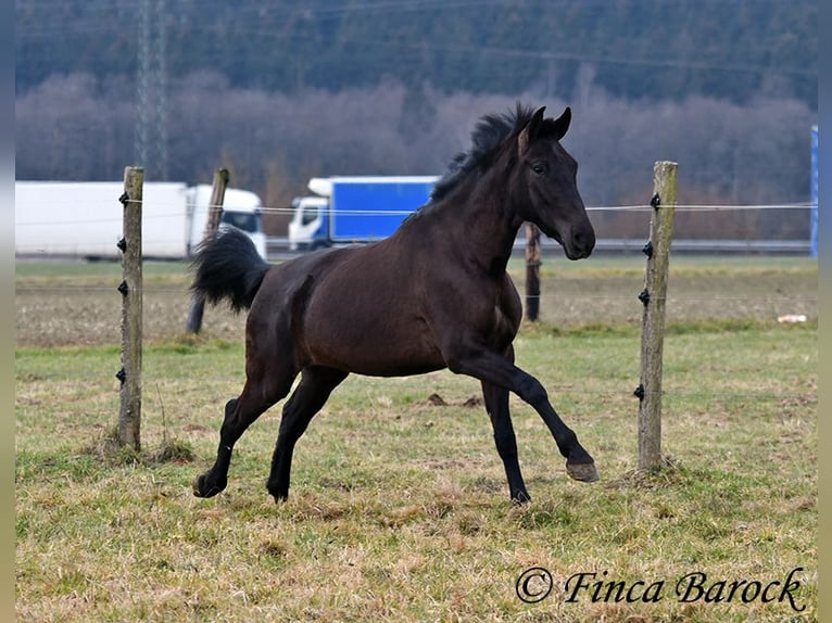 Andalusier Stute 4 Jahre 152 cm Rappe in Wiebelsheim