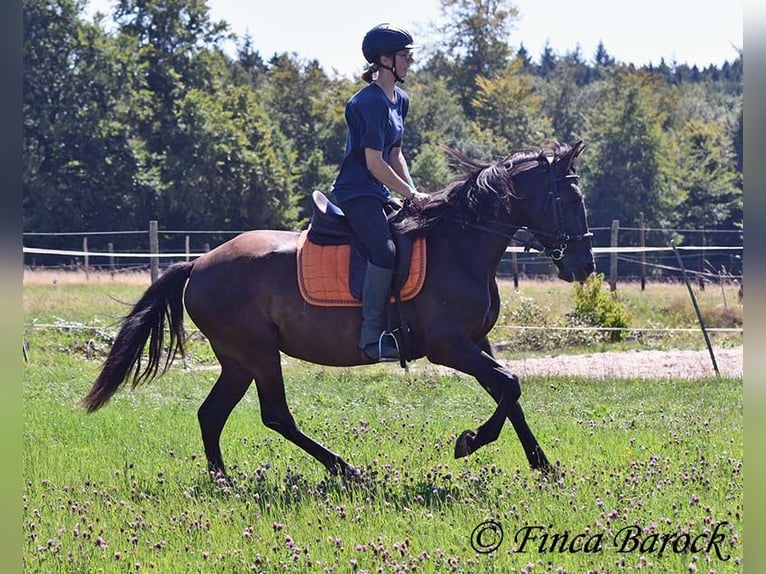 Andalusier Stute 4 Jahre 152 cm Rappe in Wiebelsheim