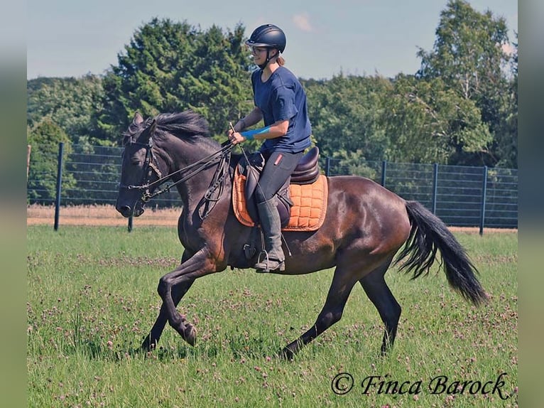 Andalusier Stute 4 Jahre 152 cm Rappe in Wiebelsheim