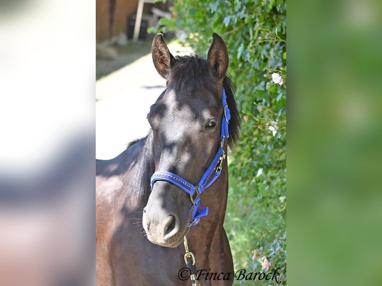 Andalusier Stute 4 Jahre 152 cm Rappe in Wiebelsheim