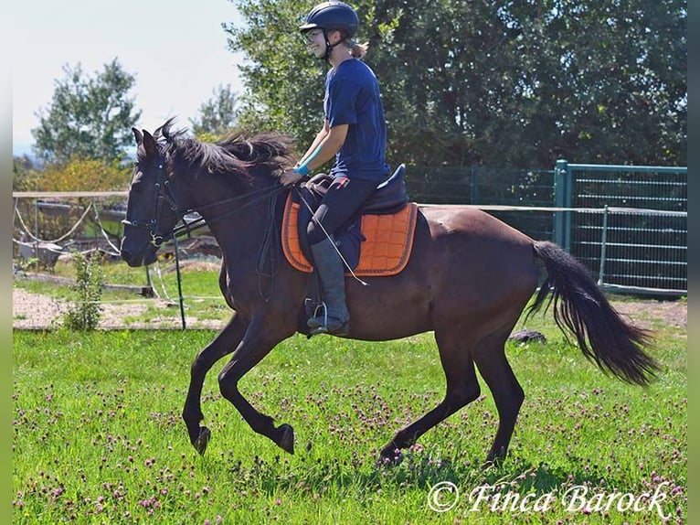 Andalusier Stute 4 Jahre 152 cm Rappe in Wiebelsheim