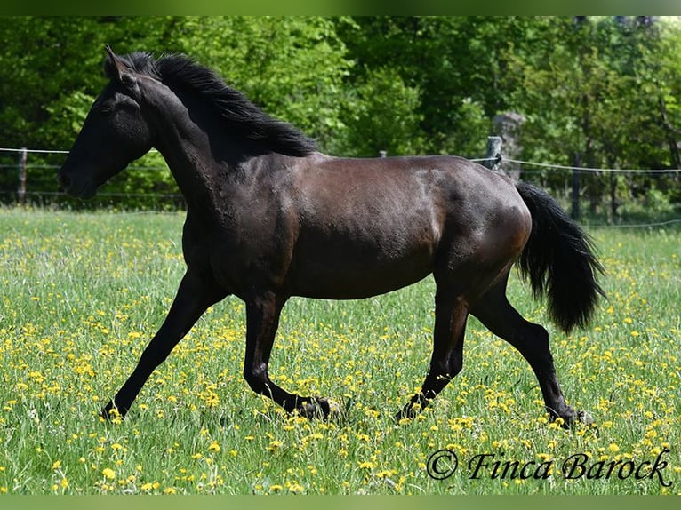 Andalusier Stute 4 Jahre 152 cm Rappe in Wiebelsheim