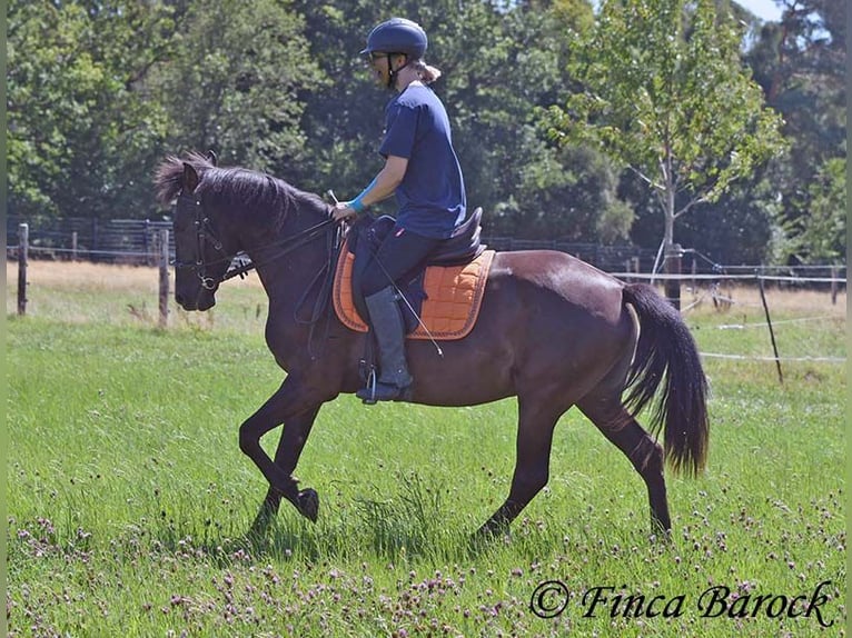 Andalusier Stute 4 Jahre 152 cm Rappe in Wiebelsheim