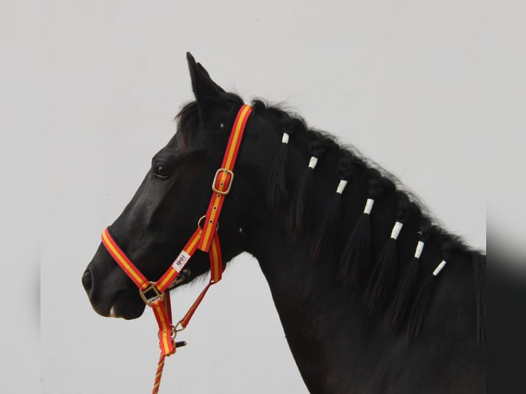 Andalusier Stute 4 Jahre 152 cm Rappe in Vejer de la Frontera